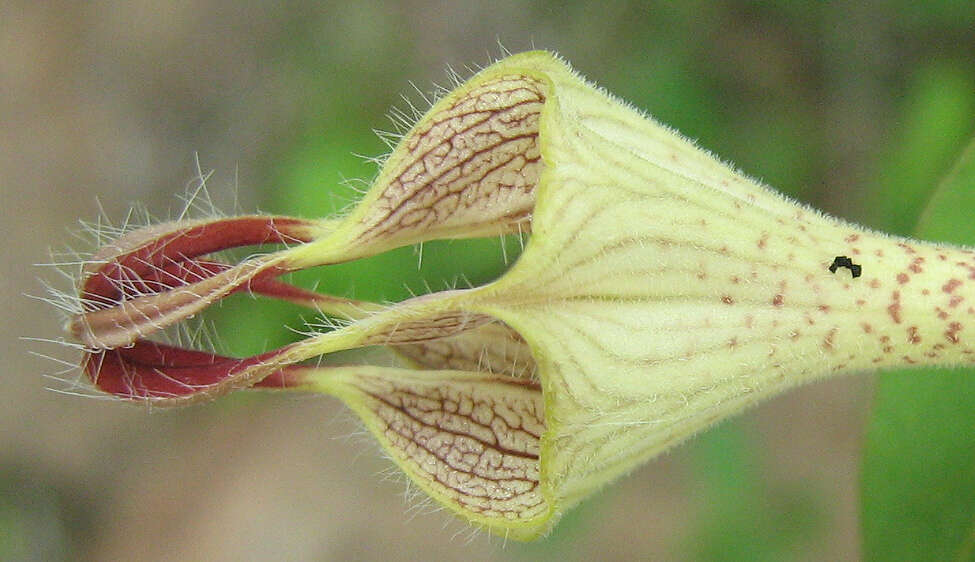 Image of Ceropegia lugardiae N. E. Br.