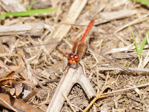 Image of Red Percher Dragonfly