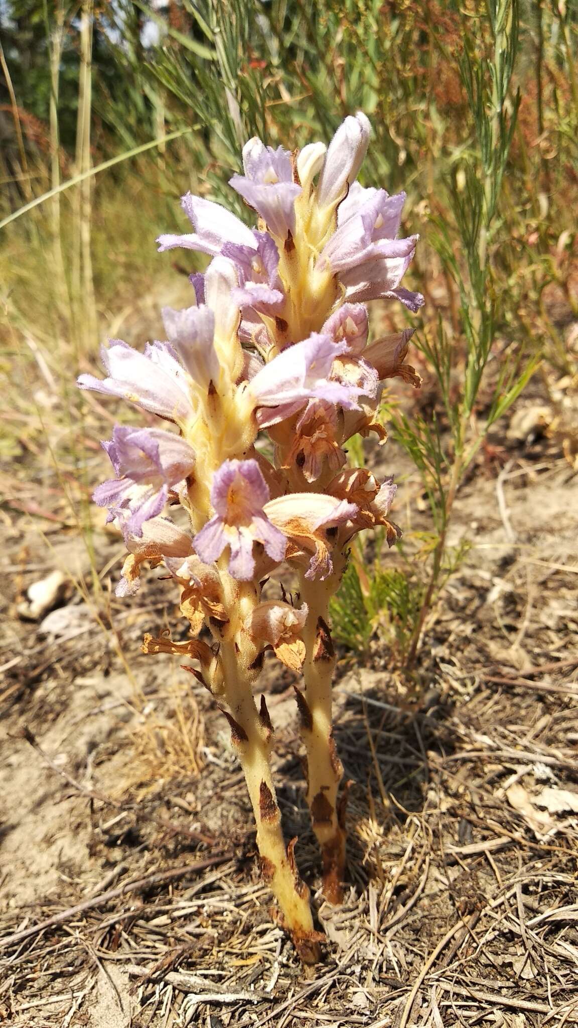 Слика од Phelipanche arenaria (Borkh.) Pomel