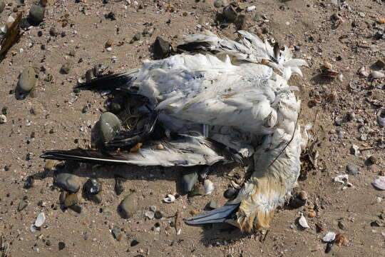 Image of Cape Gannet