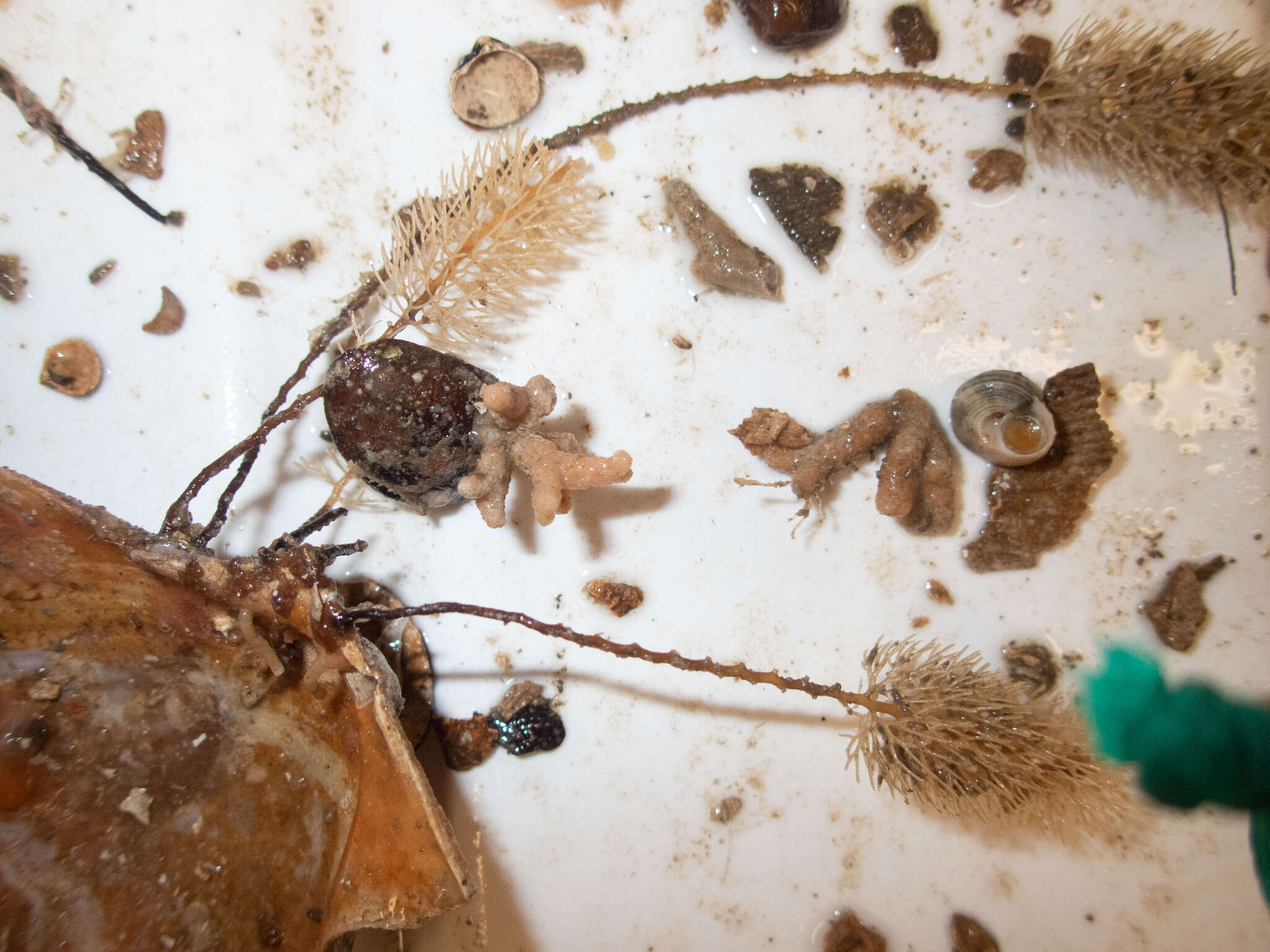 Image of bottle-brush hydroid