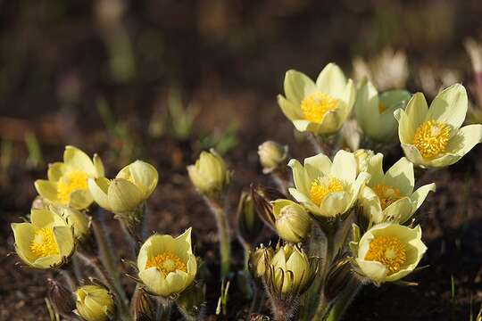 Image of Pulsatilla orientali-sibirica Stepanov