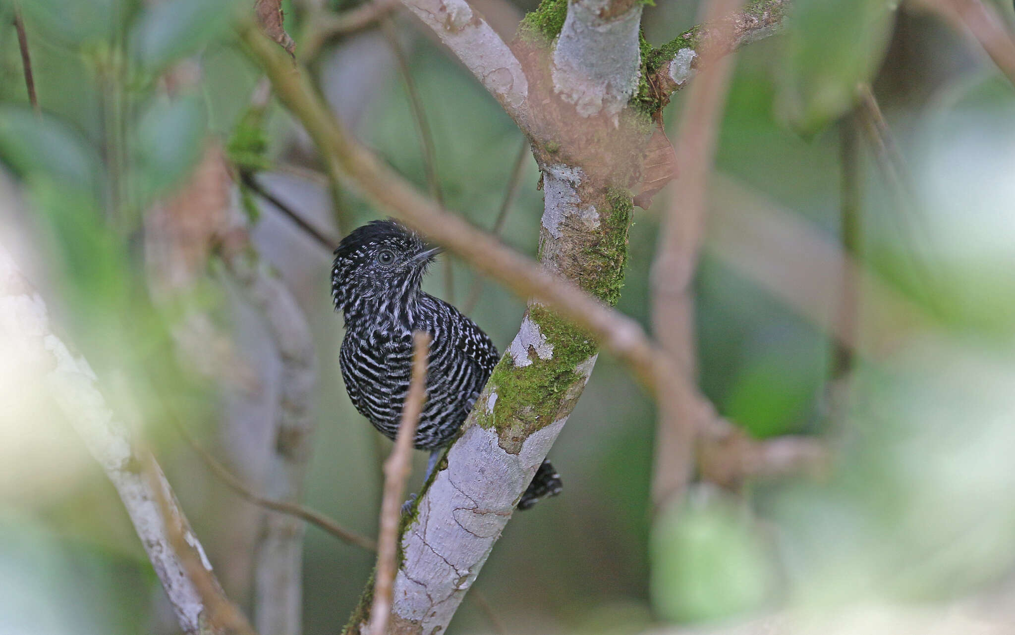 Image of Lined Antshrike