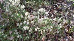 Image of hiddenflower phacelia