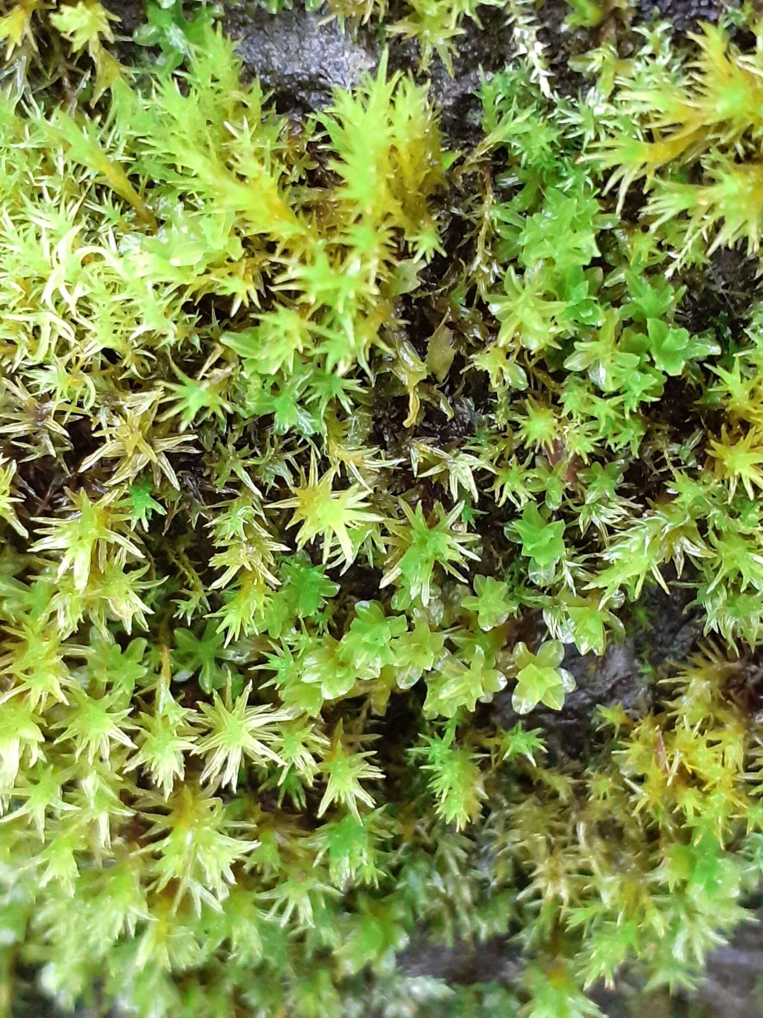 Image of Wideleaf Tortula Moss