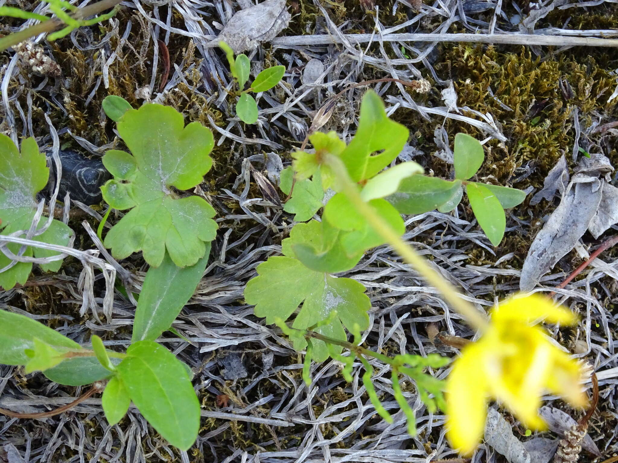 Image of Yellow Thimbleweed