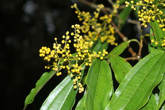 Plancia ëd Miconia longifolia (Aubl.) DC.