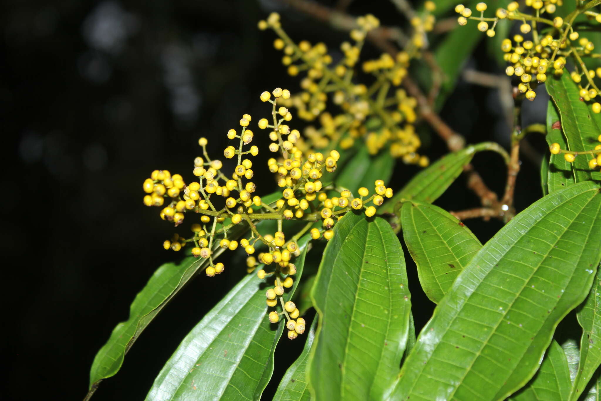 Plancia ëd Miconia longifolia (Aubl.) DC.