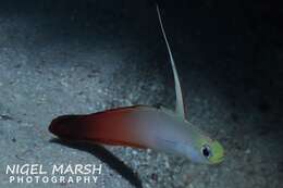 Image of Fire Dartfish