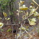 Image of Perrierodendron boinense (H. Perrier) Cavaco