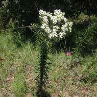 Image of sawtooth candyleaf