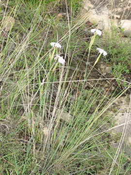 Plancia ëd Dianthus fragrans Bieb.