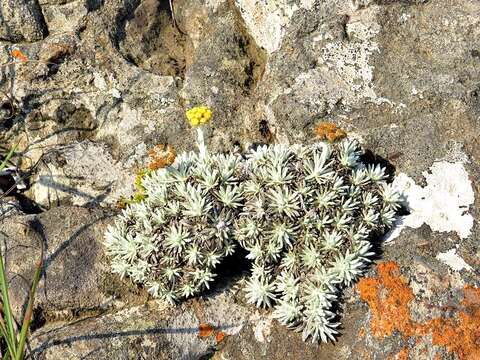 Image of Helichrysum galpinii N. E. Brown