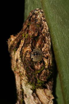 صورة Uroplatus sikorae Boettger 1913