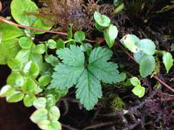 Rubus pedatus Sm. resmi