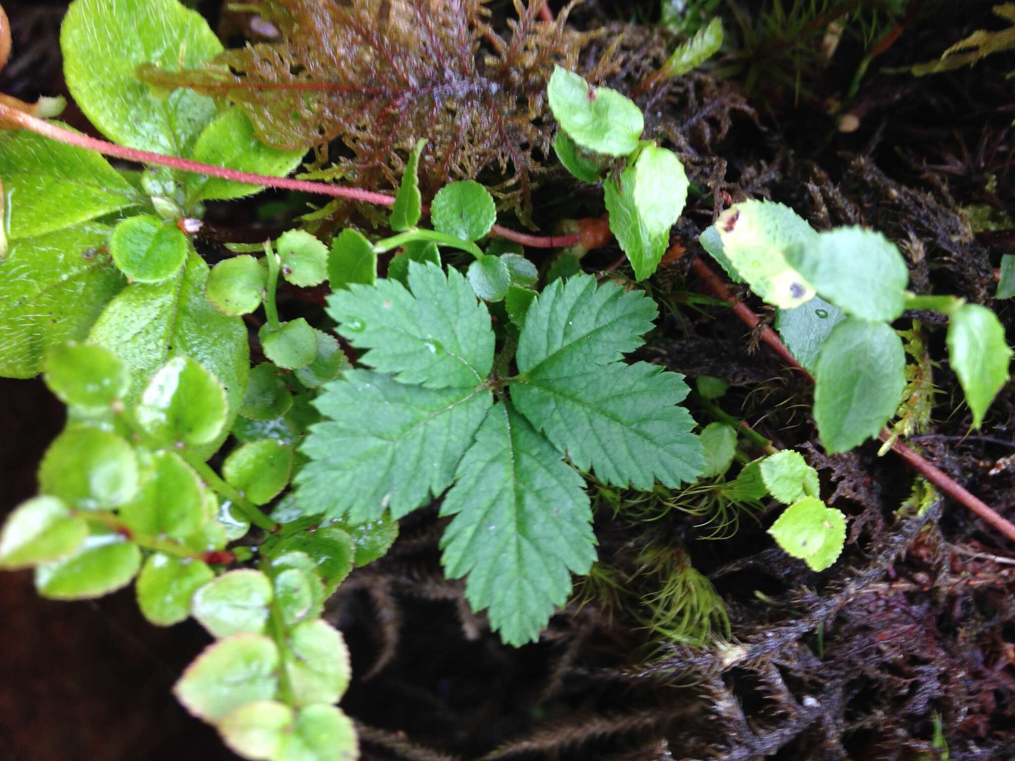 Rubus pedatus Sm. resmi