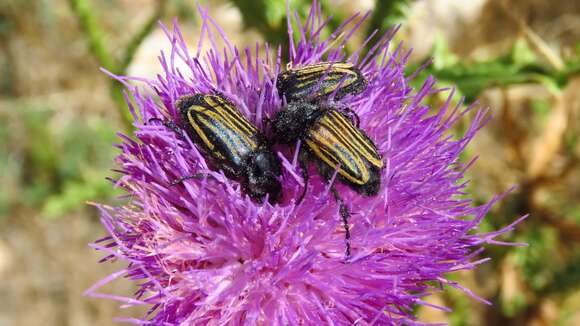 صورة Eulasia (Trichopleurus) vittata (Fabricius 1775)