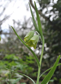 Слика од Fritillaria alfredae subsp. platyptera (Sam. ex Rech. fil.) Rix