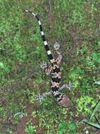 Image of Spotted Leaf-toed Gecko