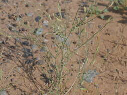 Image of Farsetia linearis Decne.