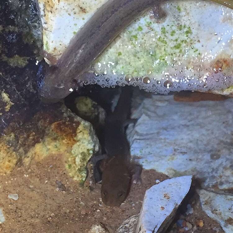 Image of Grotto salamander
