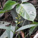 Image of Odontonema albiflorum Leonard