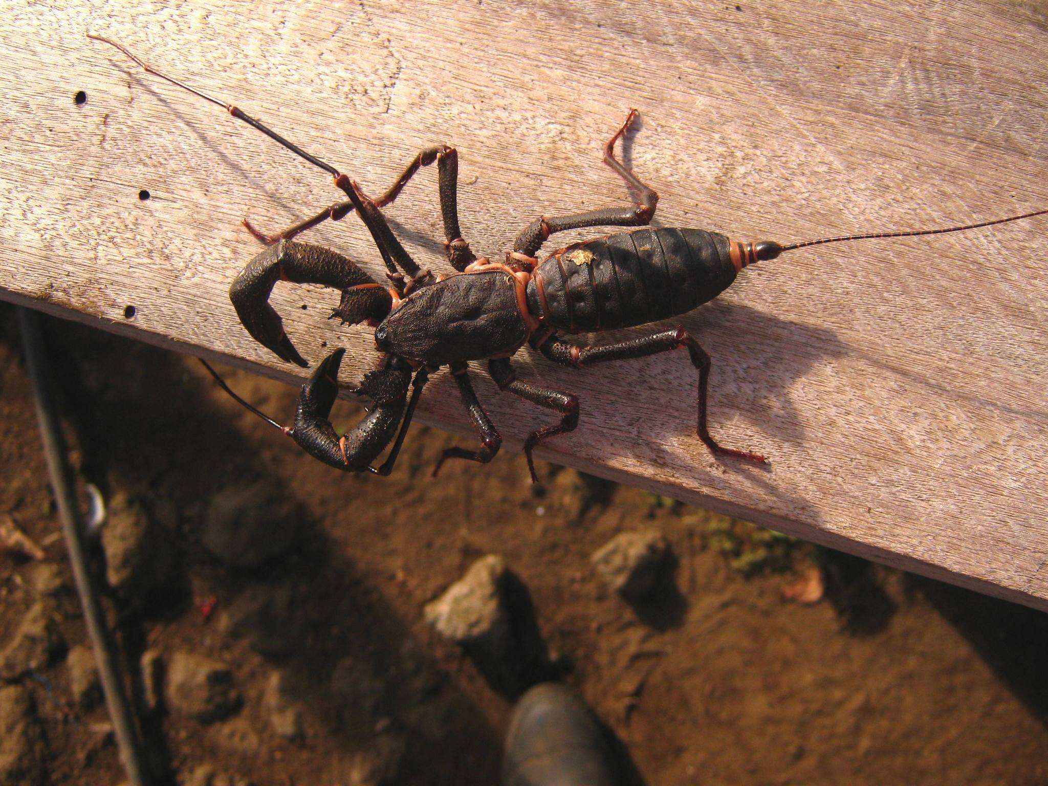 Image of Mastigoproctus scabrosus Pocock 1902