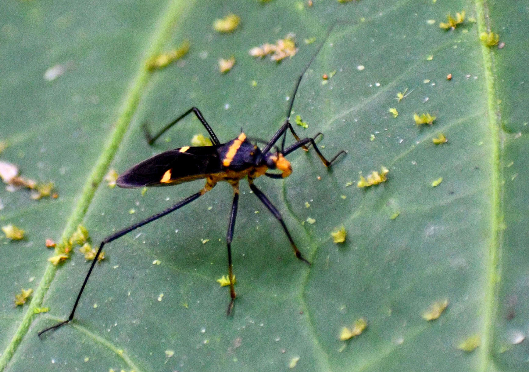 Image of Zelurus petax (Breddin 1901)