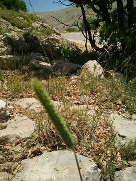 Image of Phleum montanum K. Koch