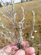 Plancia ëd Artemisia marschalliana Spreng.