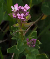 Слика од Aethionema heterocarpum J. Gay ex Trevir.