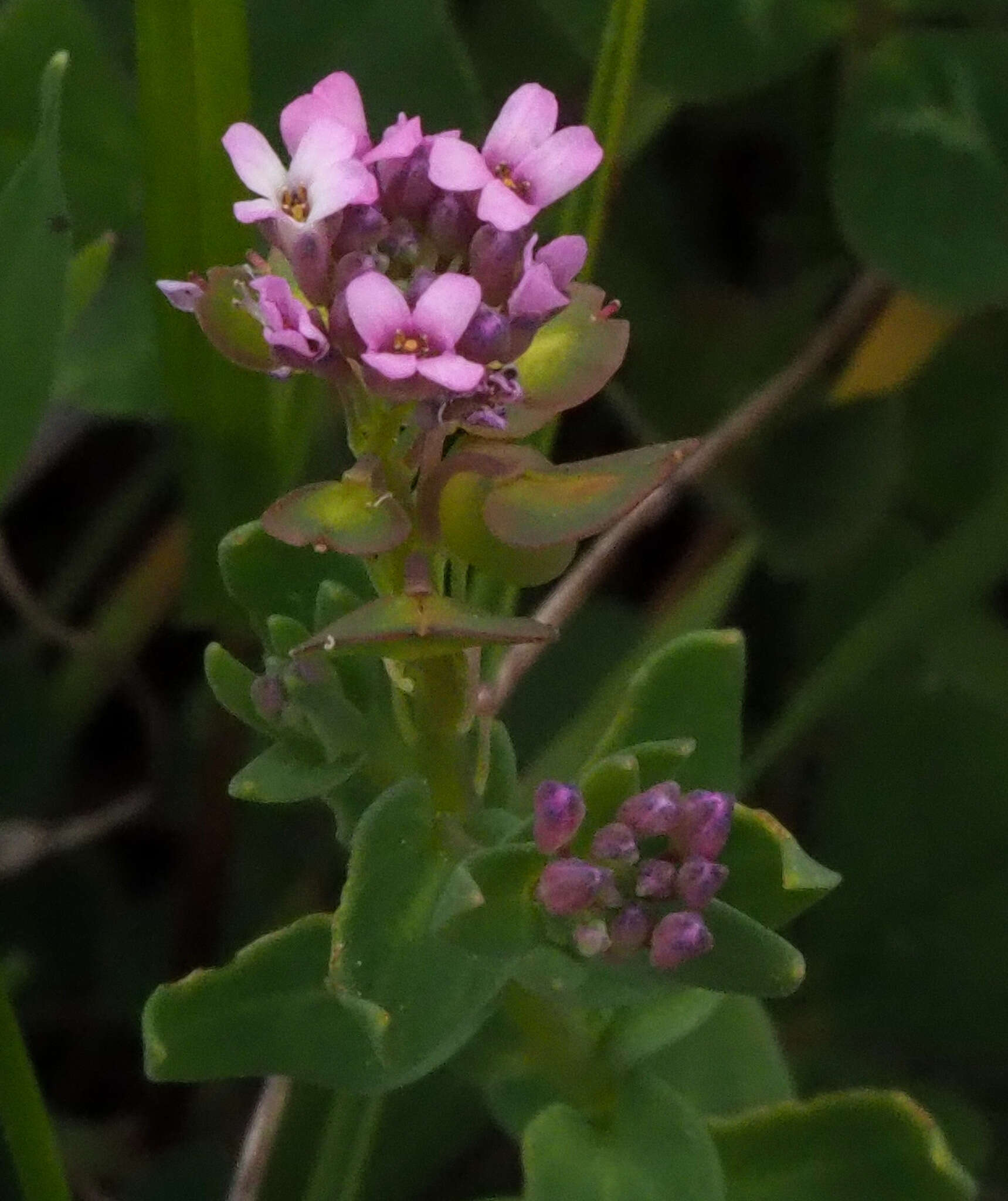 Слика од Aethionema heterocarpum J. Gay ex Trevir.