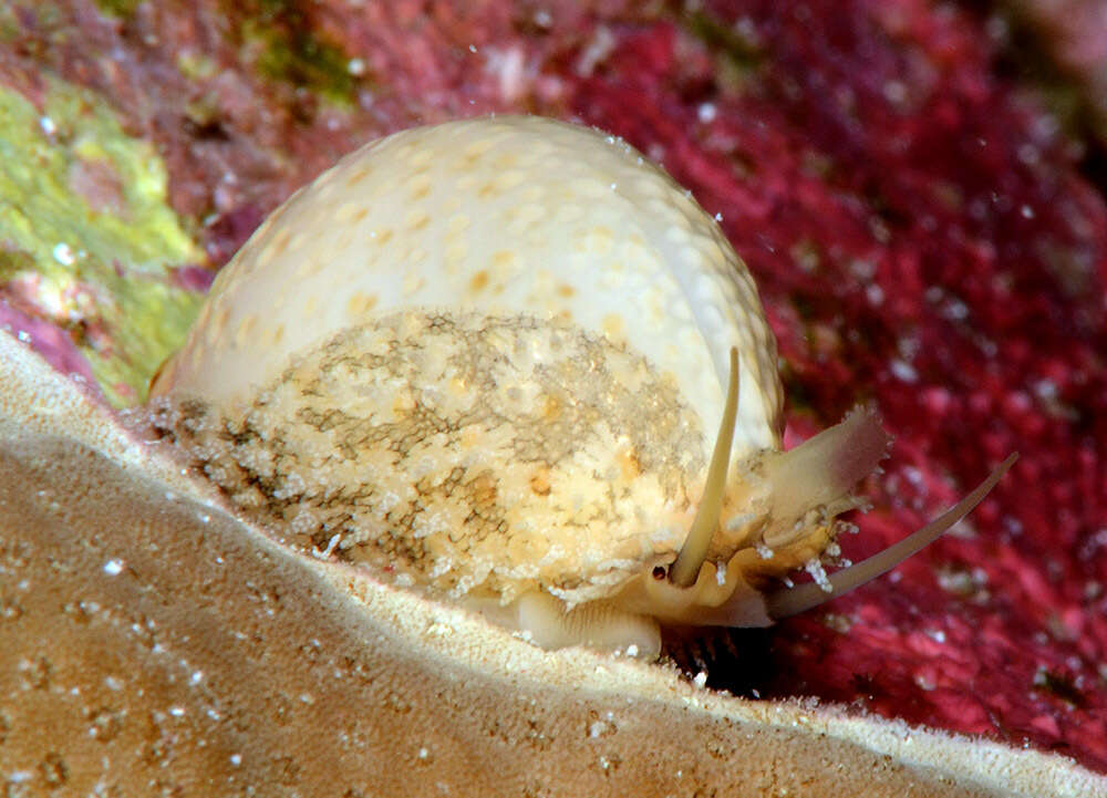 Image of chick-pea cowrie