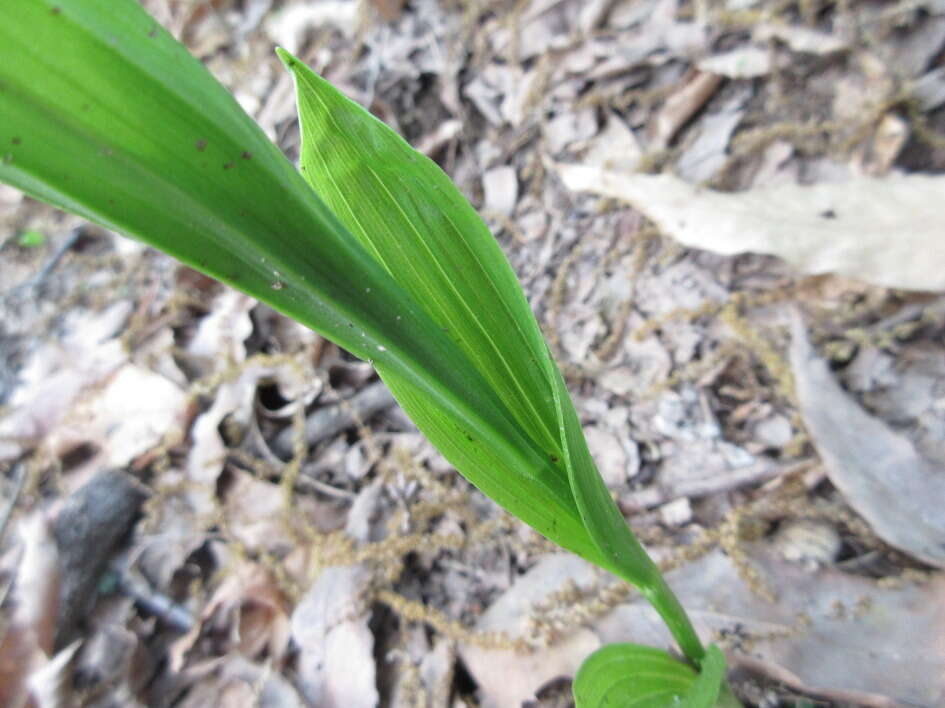 Cephalanthera longibracteata Blume的圖片