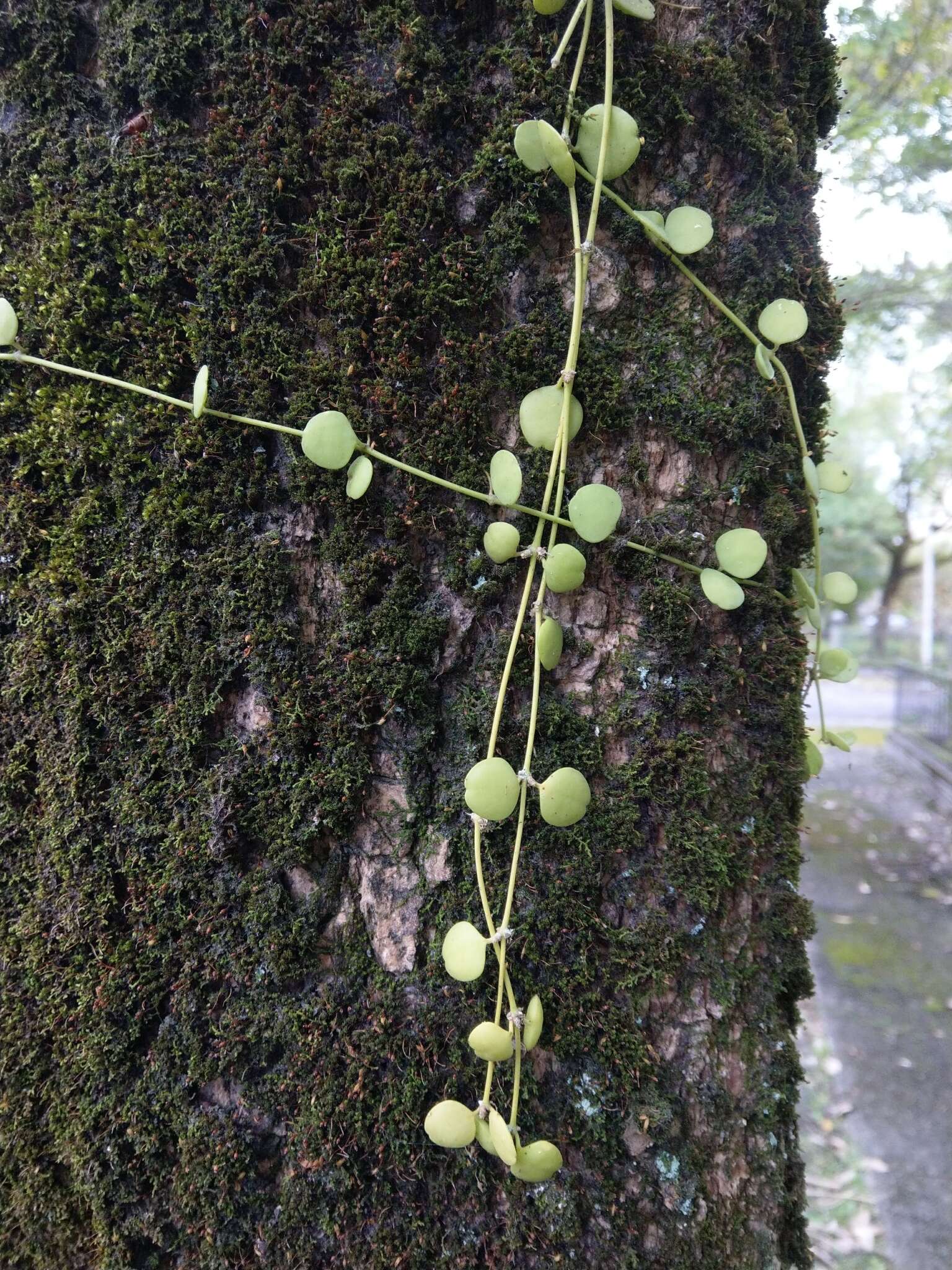 Image of Dischidia formosana Maxim.