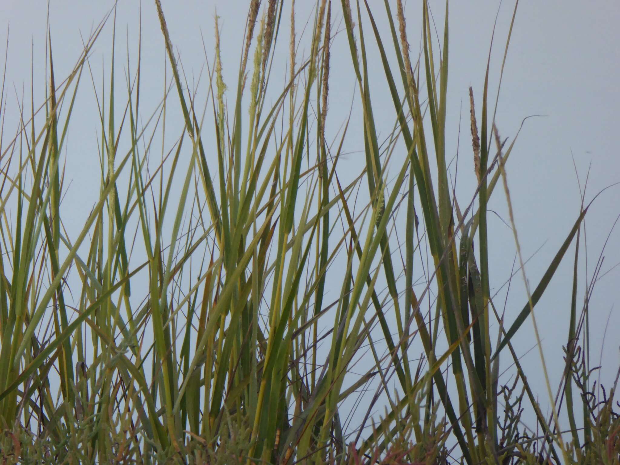 Image of California Cord Grass