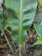 Image of Anthurium gaudichaudianum Kunth