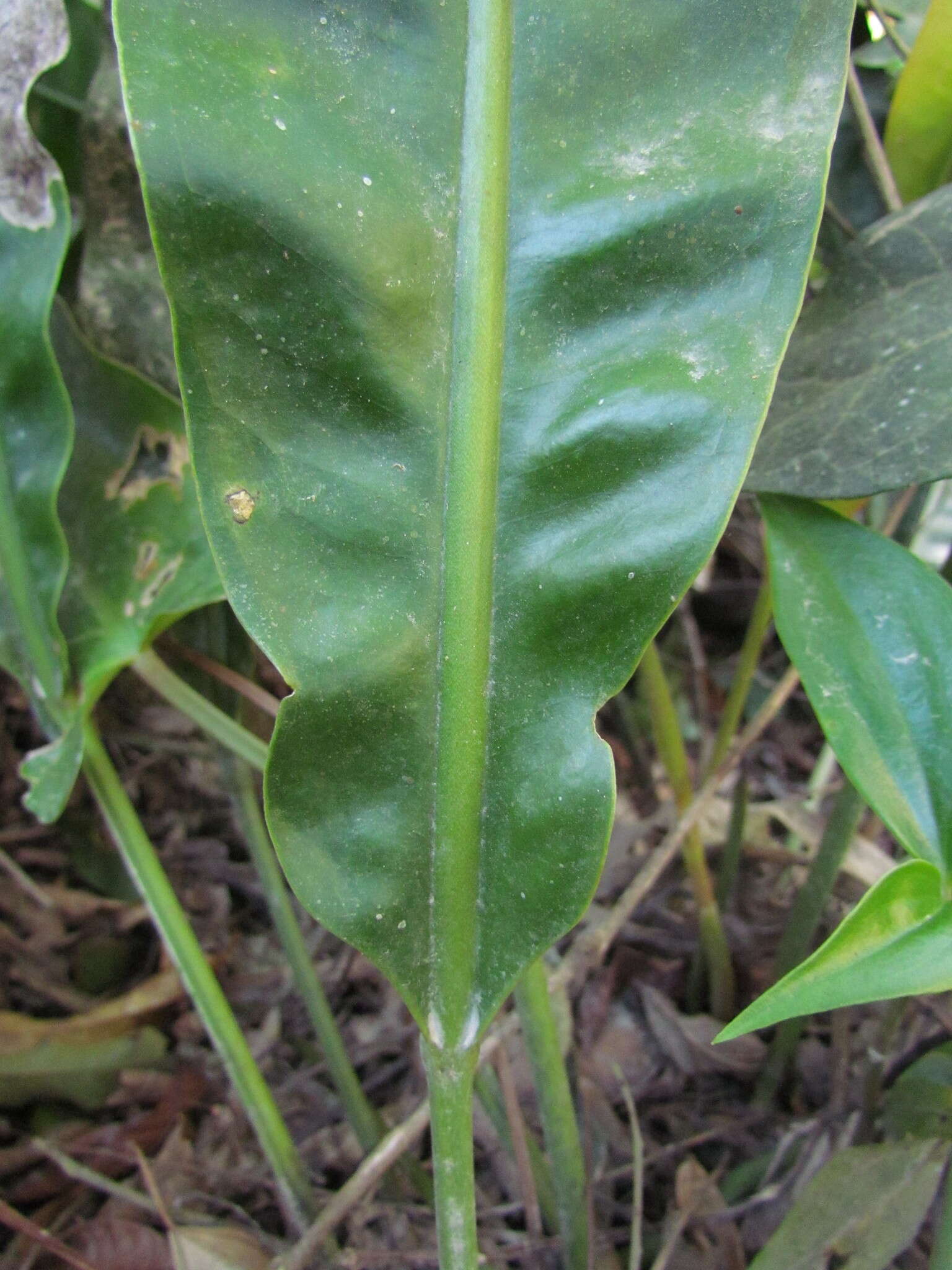 Image of Anthurium gaudichaudianum Kunth