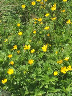 Image of straightbeak buttercup