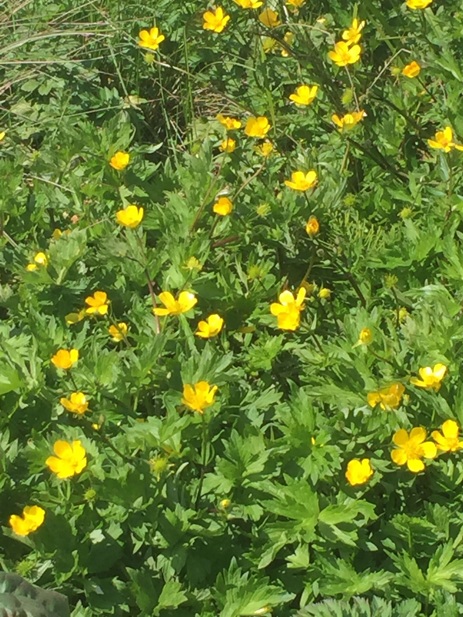 Image of straightbeak buttercup