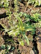 Image of undulate speedwell