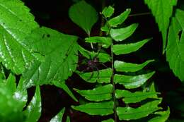 صورة Dolomedes nigrimaculatus Song & Chen 1991