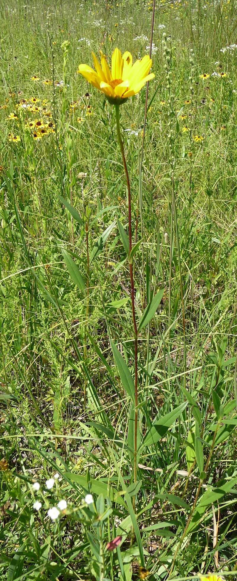 Image of stiff sunflower