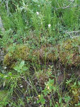 Image of northland cottonsedge