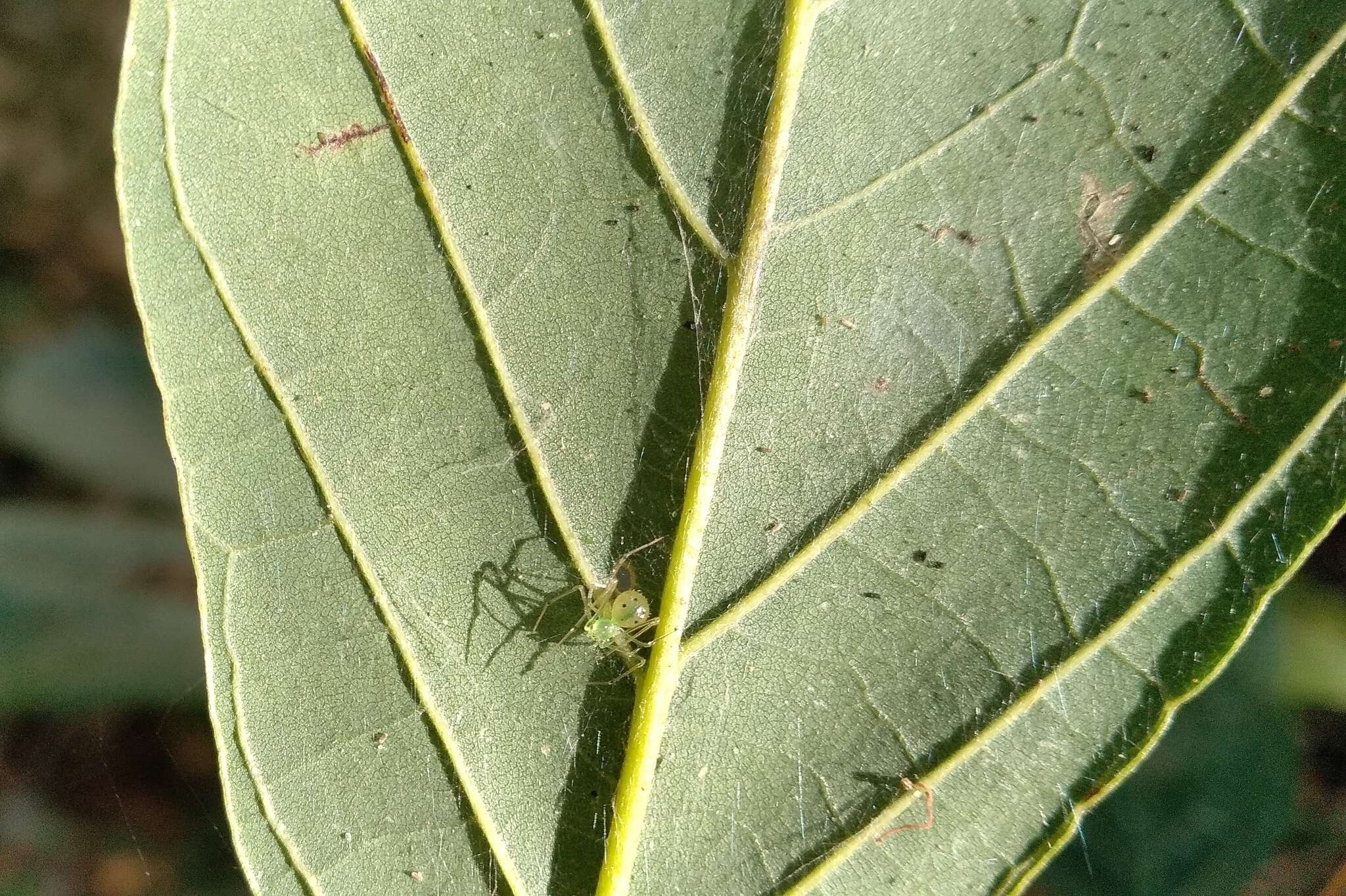 Image of Theridion biezankoi Levi 1963