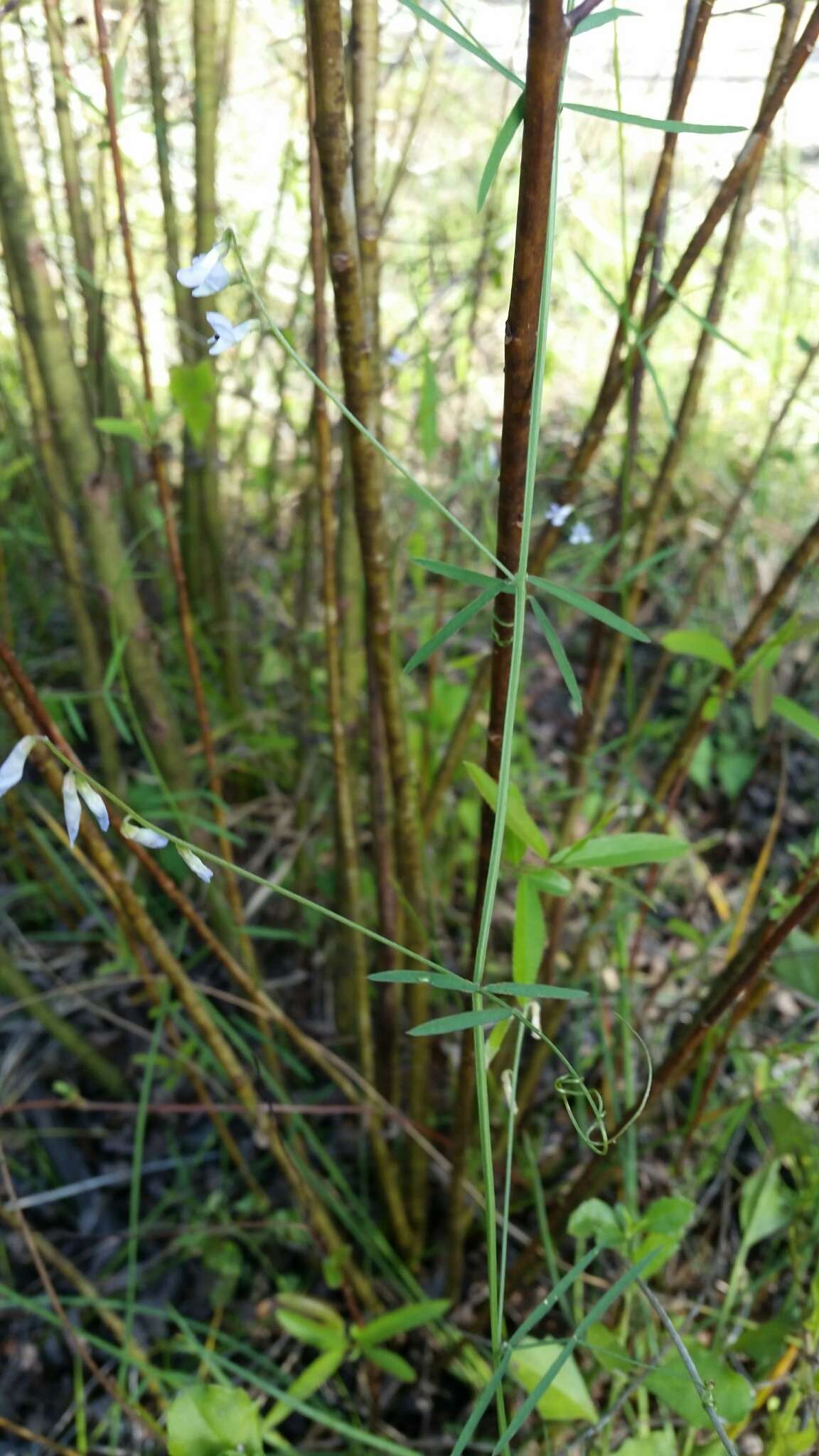 Imagem de Vicia acutifolia Elliott