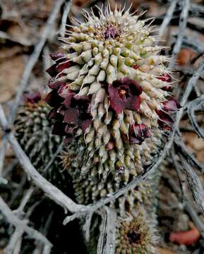 Image of Ceropegia pilifera subsp. pilifera