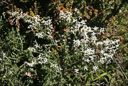 Image of Alpine Daisy-bush