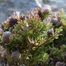 Sivun Leucadendron radiatum Phillips & Hutchinson kuva