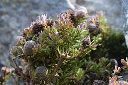 Image of Leucadendron radiatum Phillips & Hutchinson